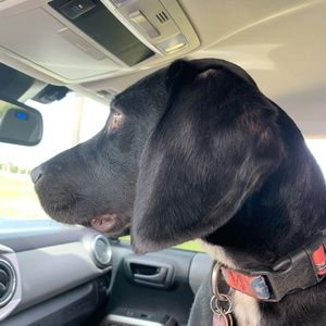 Meet your Posher, William